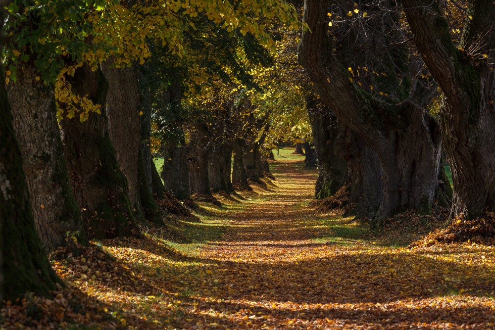 10. Platz Josef Schafnitzel